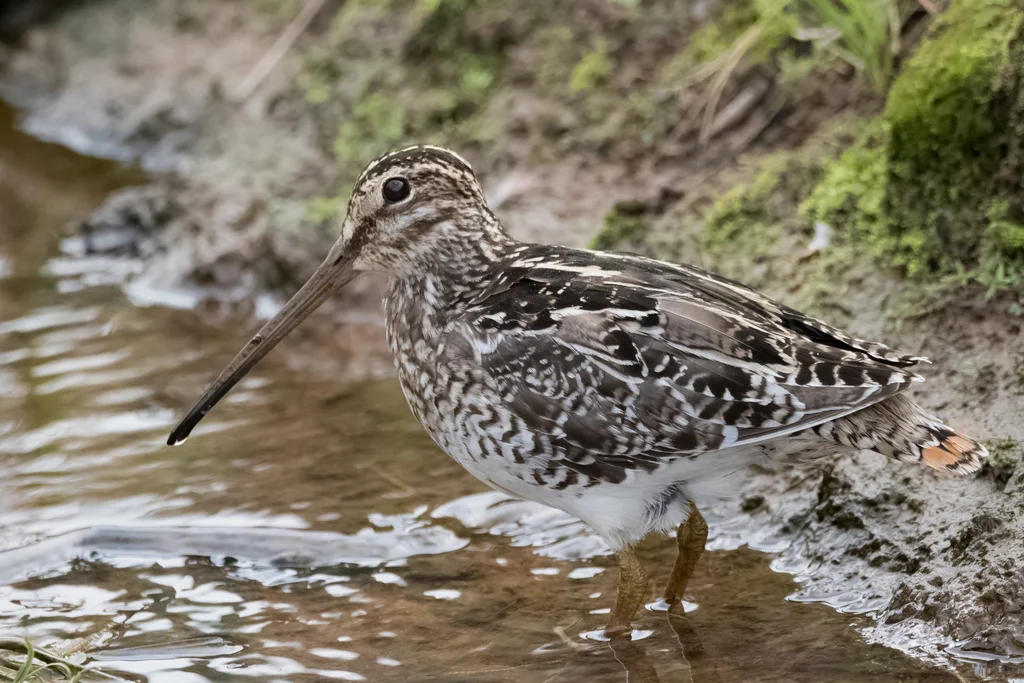 南美沙锥(Gallinago paraguaiae)