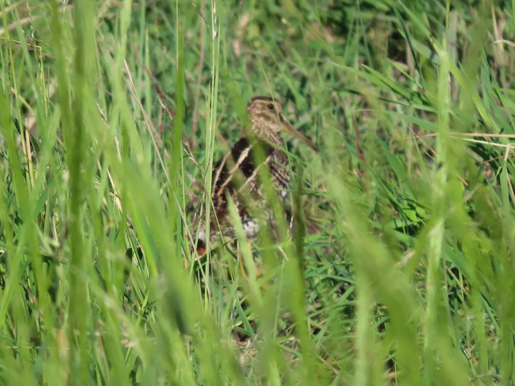 南美沙锥(Gallinago paraguaiae)