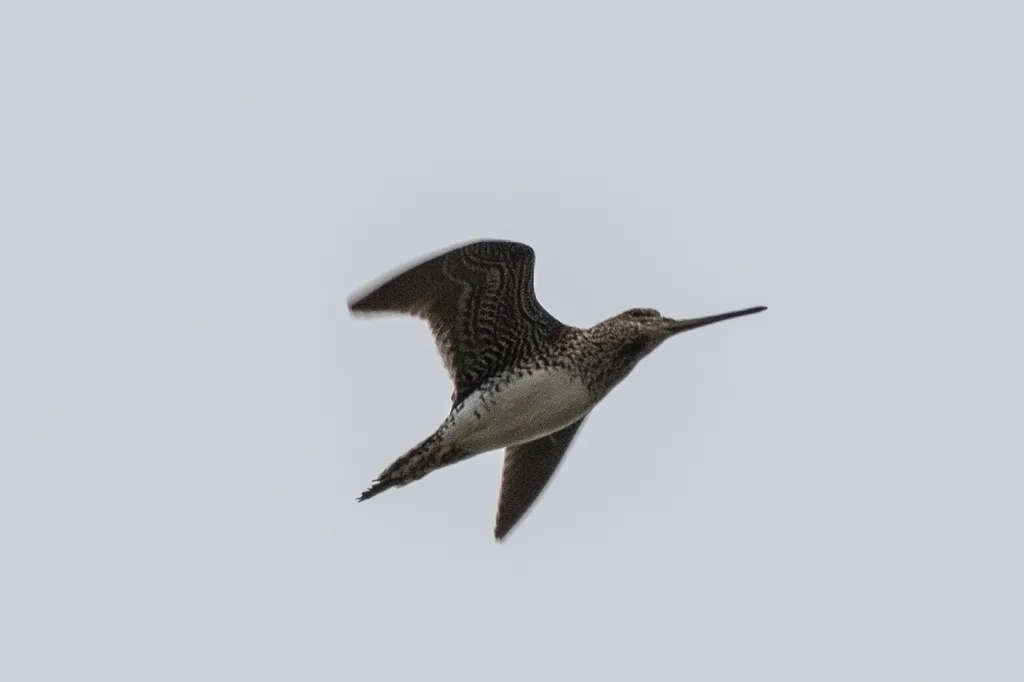 南美沙锥(Gallinago paraguaiae)