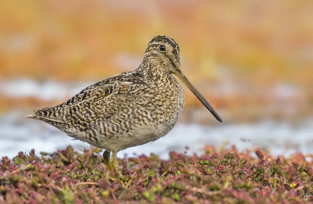 火地岛沙锥(Gallinago stricklandii)