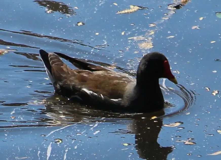黑水鸡（Gallinula chloropus）