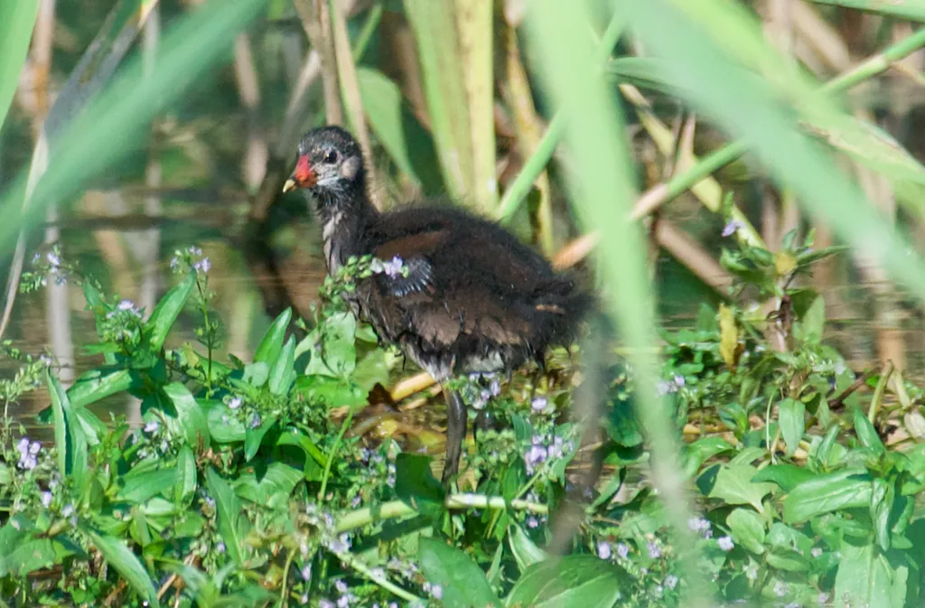 黑水鸡（Gallinula chloropus）