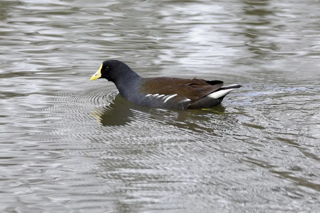黑水鸡（Gallinula chloropus）
