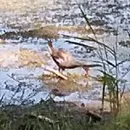 黑水鸡（Gallinula chloropus）