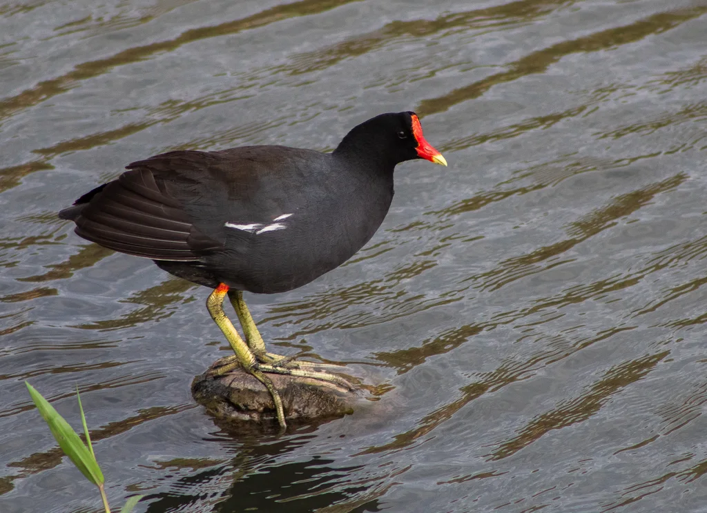 美洲黑水鸡(Gallinula galeata)