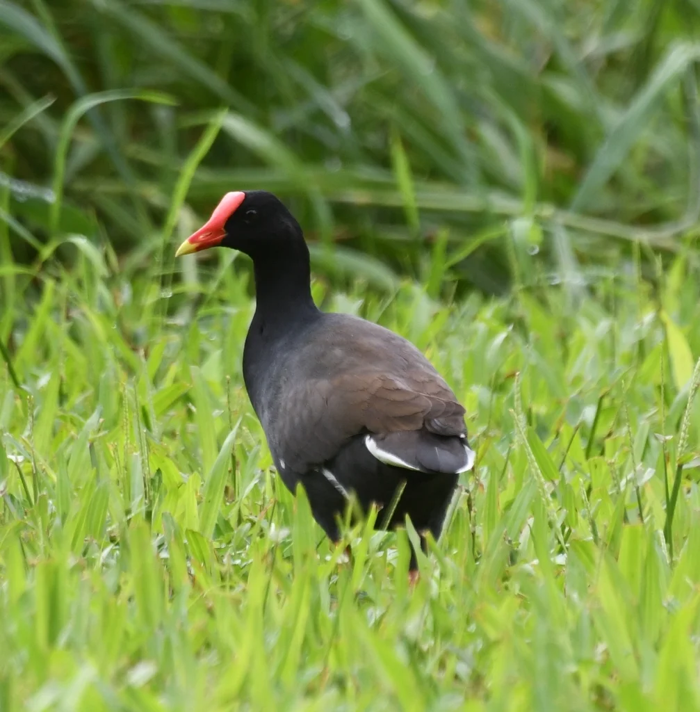 美洲黑水鸡(Gallinula galeata)