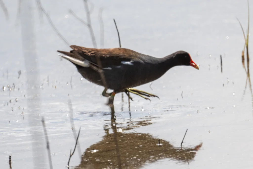 美洲黑水鸡(Gallinula galeata)