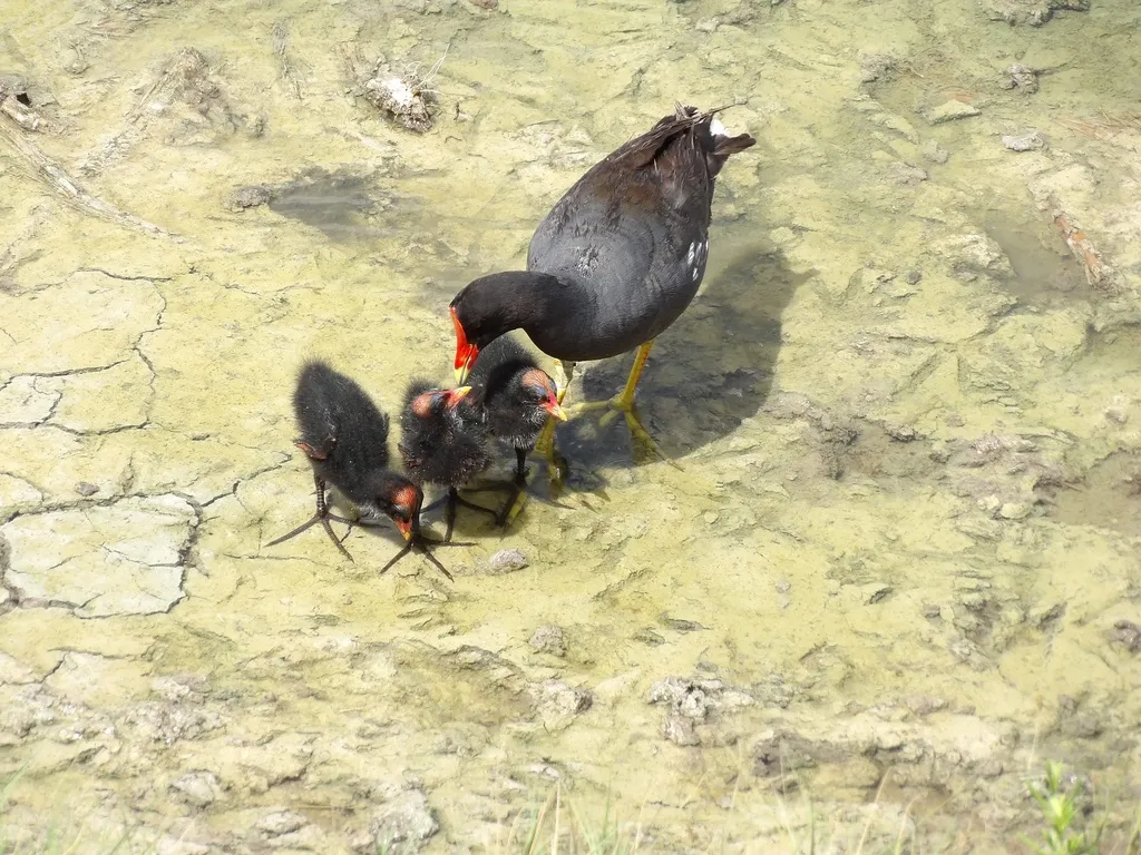 美洲黑水鸡(Gallinula galeata)
