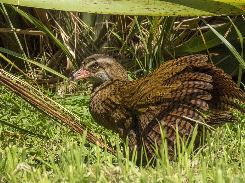 新西兰秧鸡(Gallirallus australis)