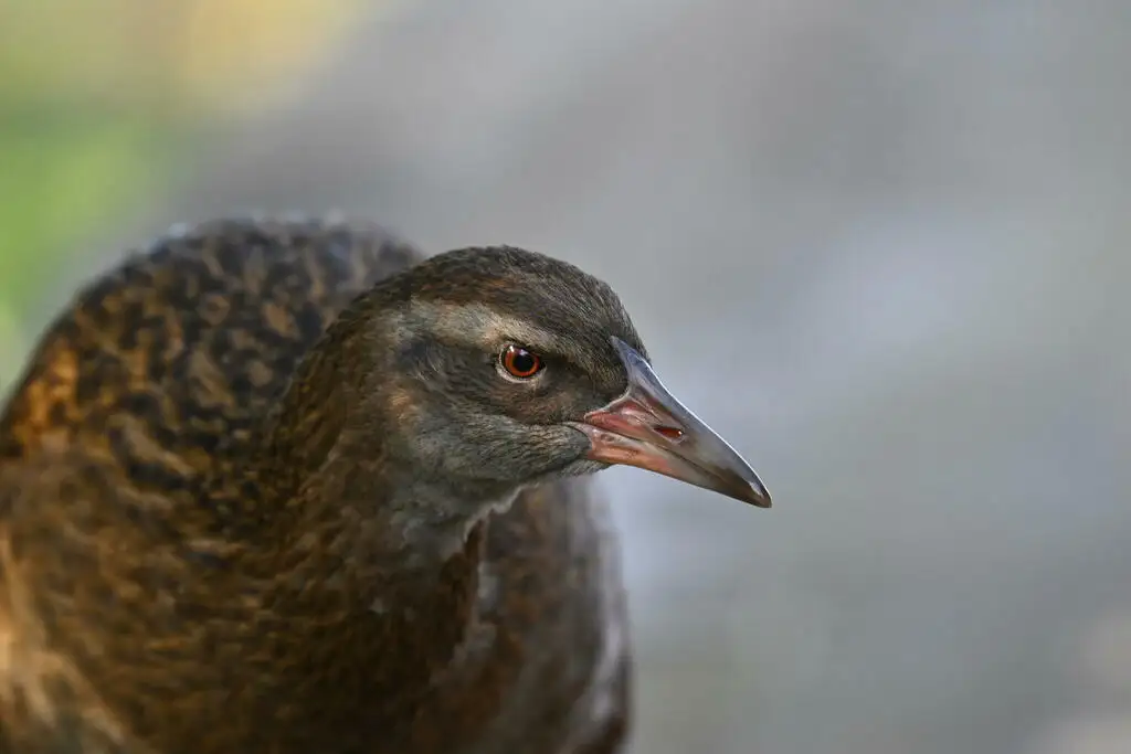 新西兰秧鸡(Gallirallus australis)