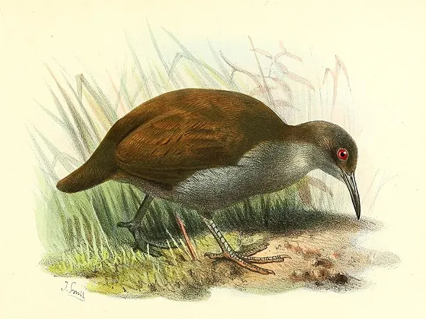 新喀秧鸡(Gallirallus lafresnayanus)
