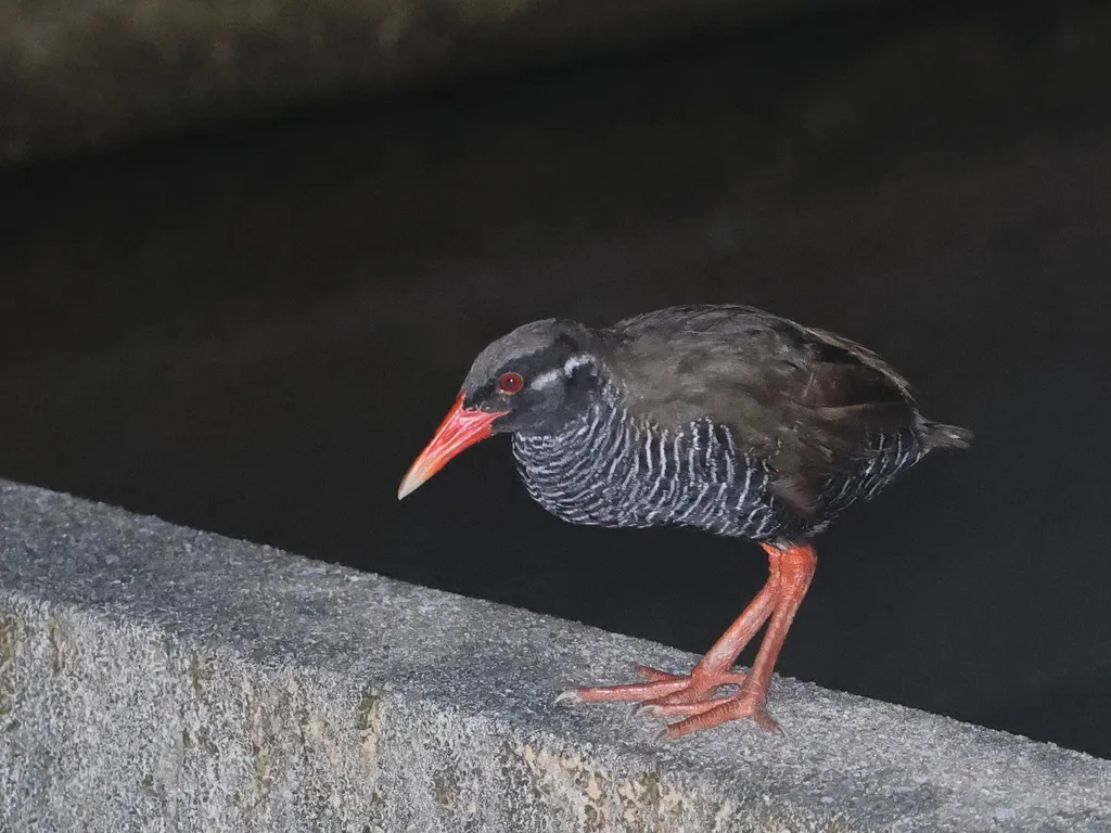 冲绳秧鸡（Gallirallus okinawae）