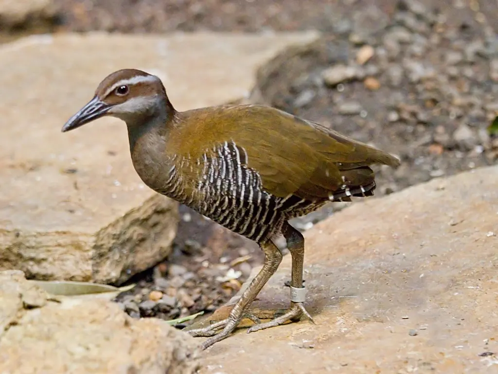 关岛秧鸡(Gallirallus owstoni)