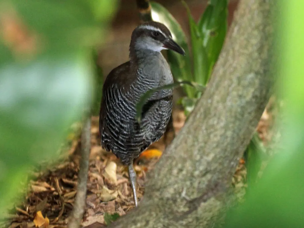 关岛秧鸡(Gallirallus owstoni)