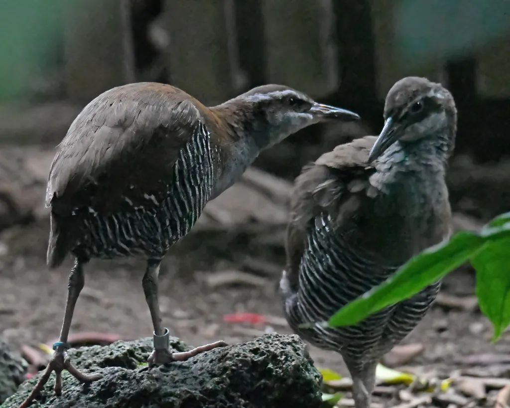 关岛秧鸡(Gallirallus owstoni)