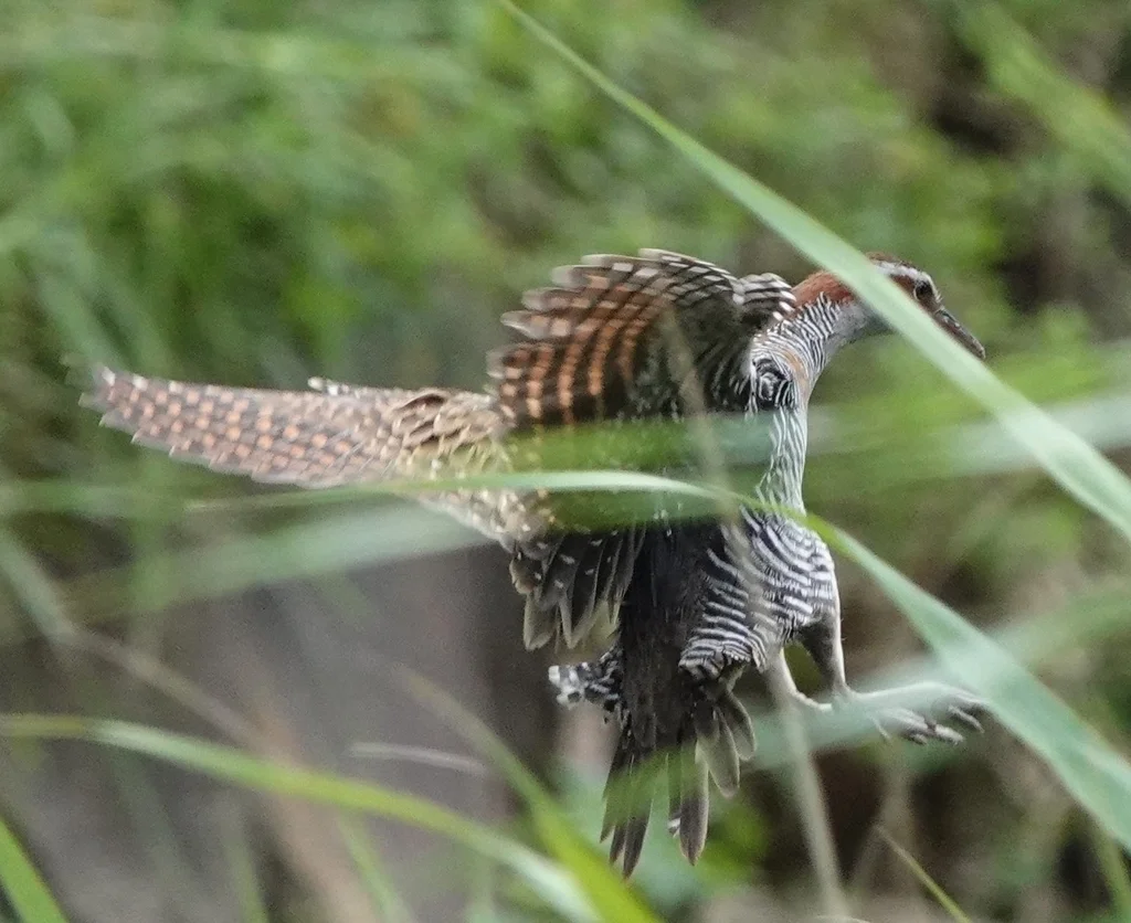红眼斑秧鸡(Gallirallus philippensis)