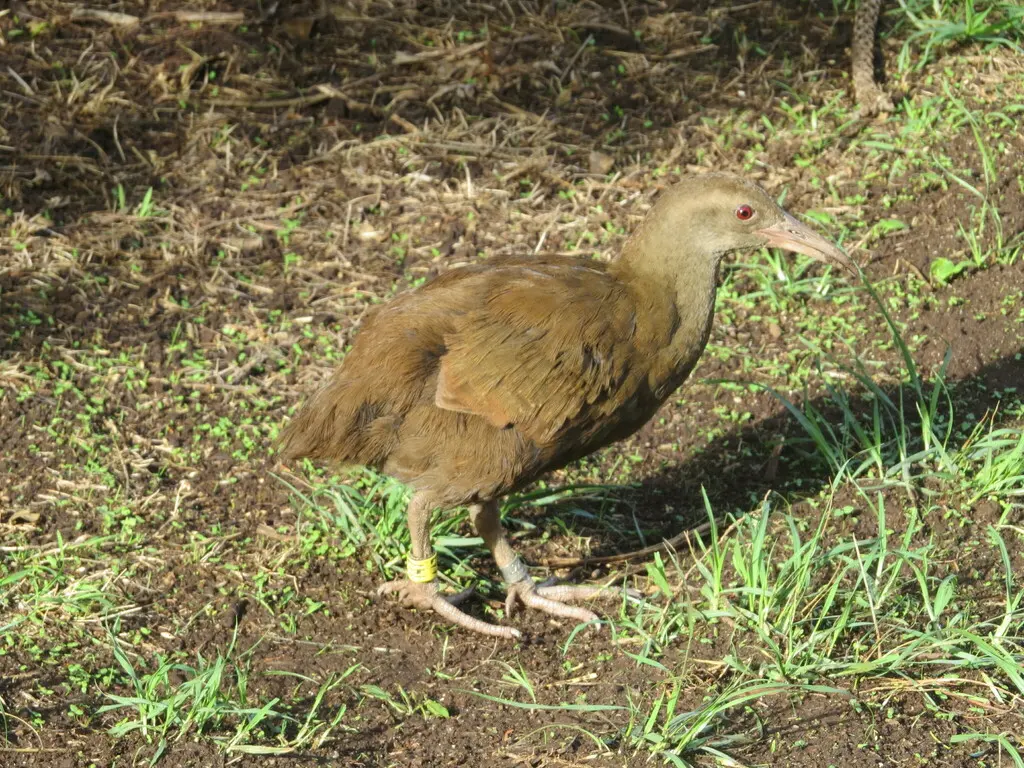 豪岛秧鸡(Gallirallus sylvestris)