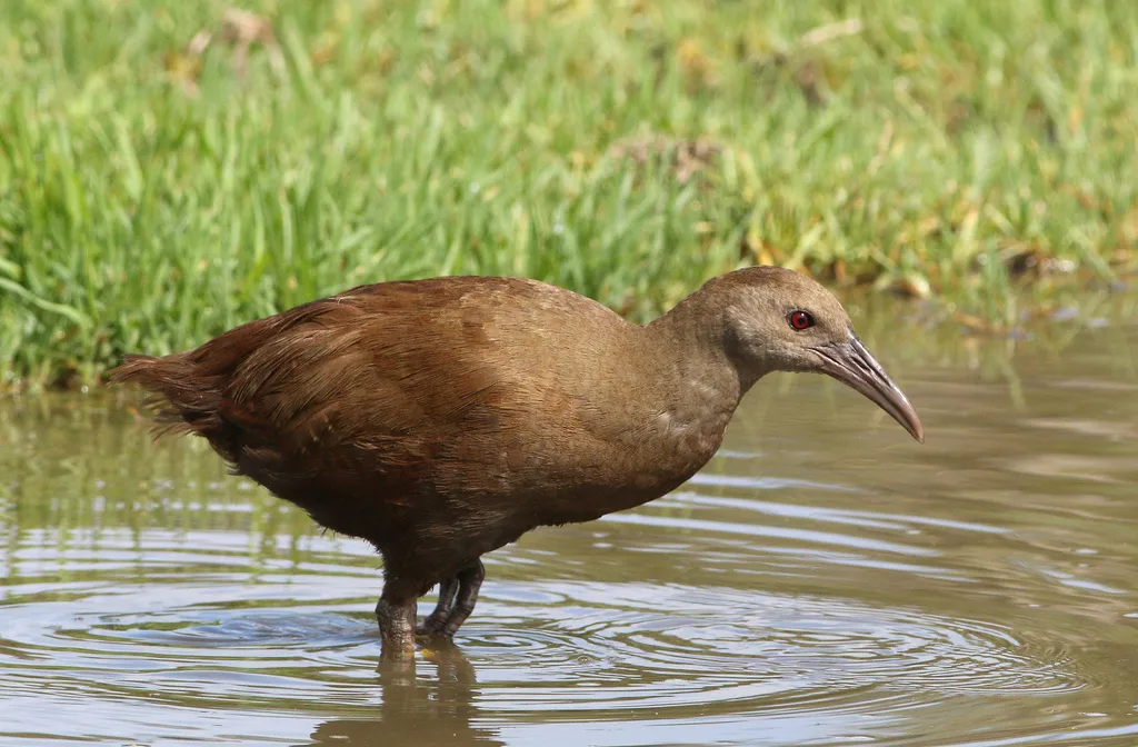 豪岛秧鸡(Gallirallus sylvestris)