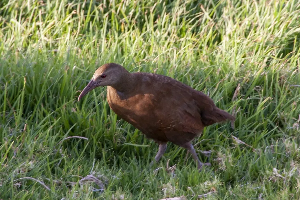 豪岛秧鸡(Gallirallus sylvestris)