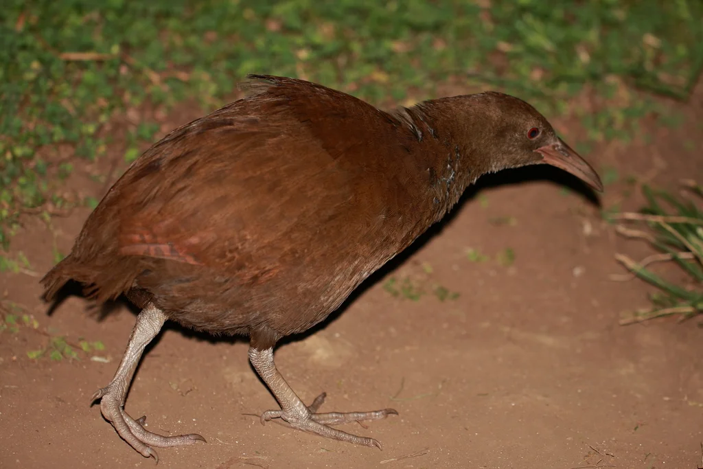豪岛秧鸡(Gallirallus sylvestris)