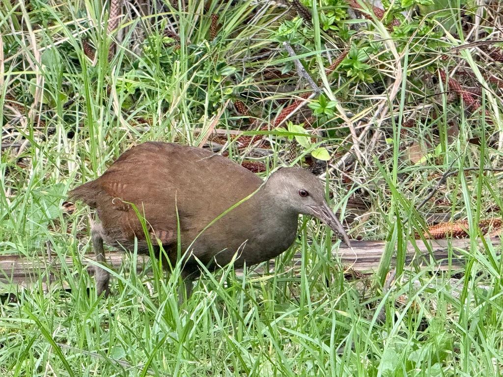 豪岛秧鸡(Gallirallus sylvestris)