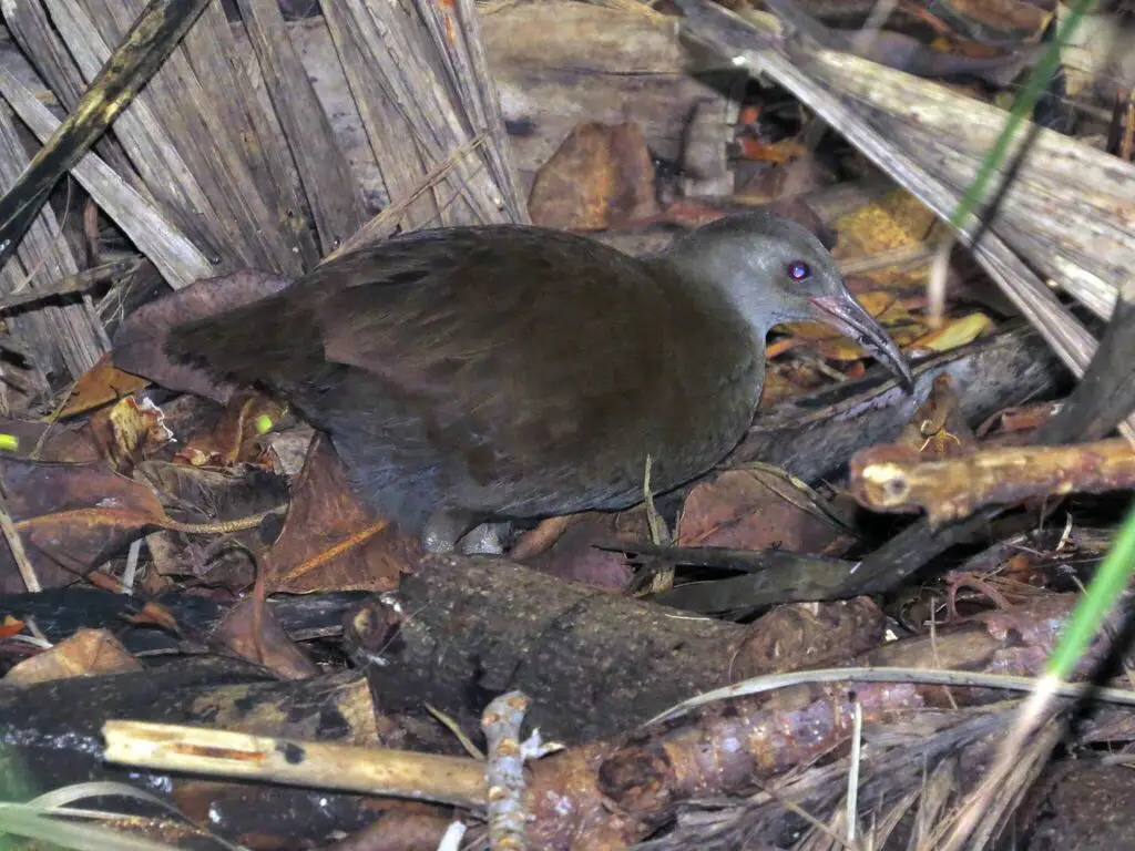 豪岛秧鸡(Gallirallus sylvestris)