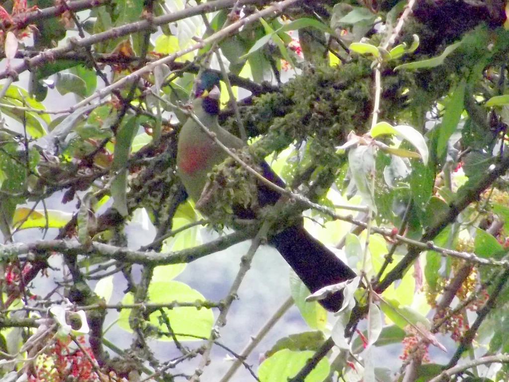 红胸蕉鹃(Gallirex johnstoni)