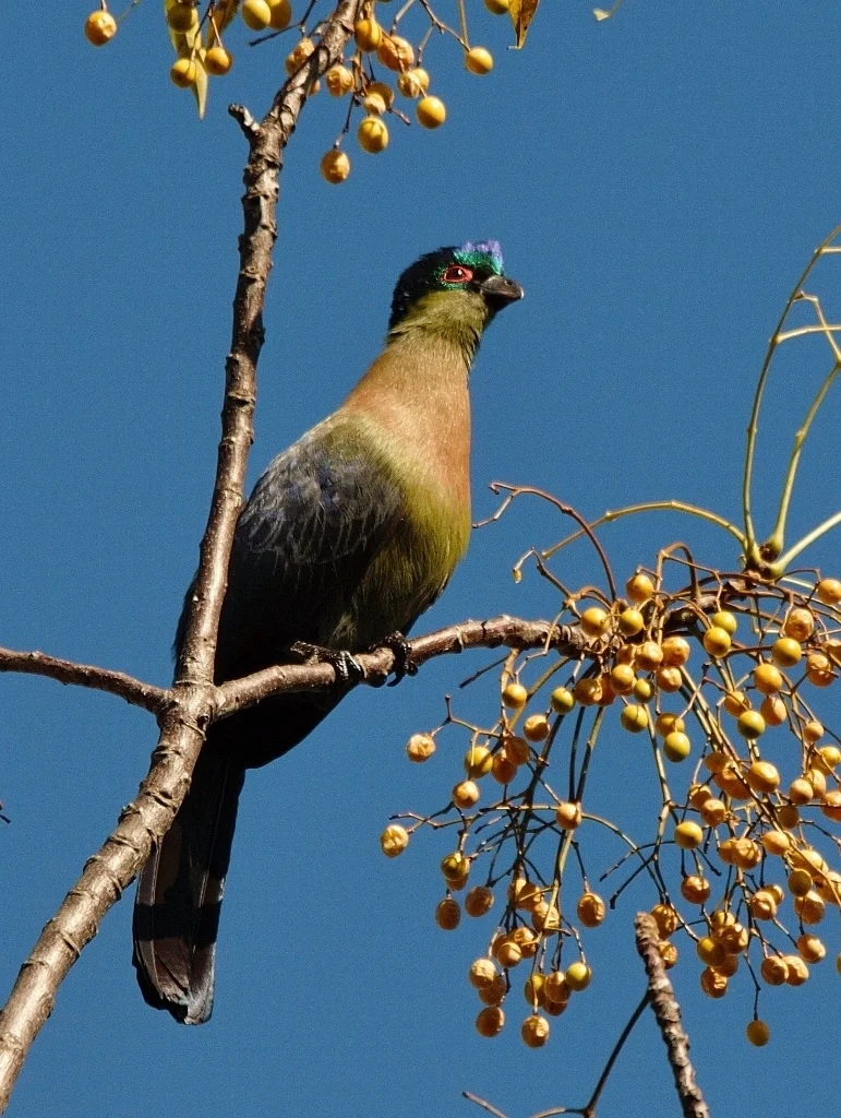 紫冠蕉鹃(Gallirex porphyreolophus)