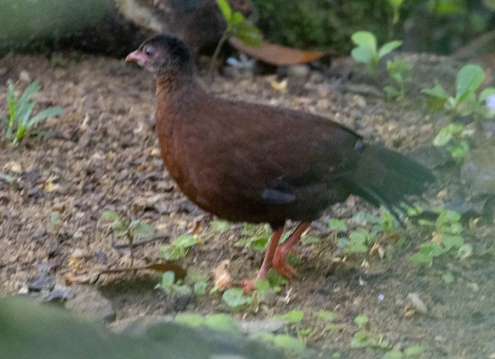 斯里兰卡鸡鹑(Galloperdix bicalcarata)