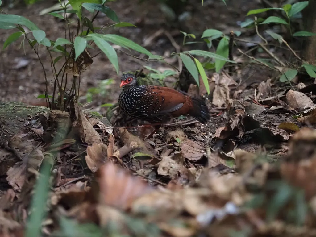 斯里兰卡鸡鹑(Galloperdix bicalcarata)