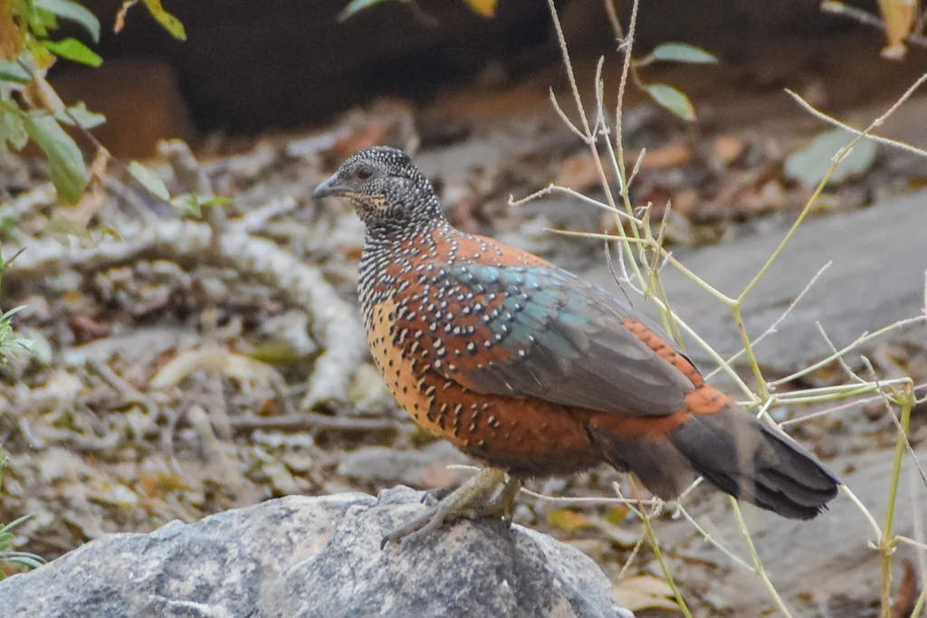 彩鸡鹑(Galloperdix lunulata)