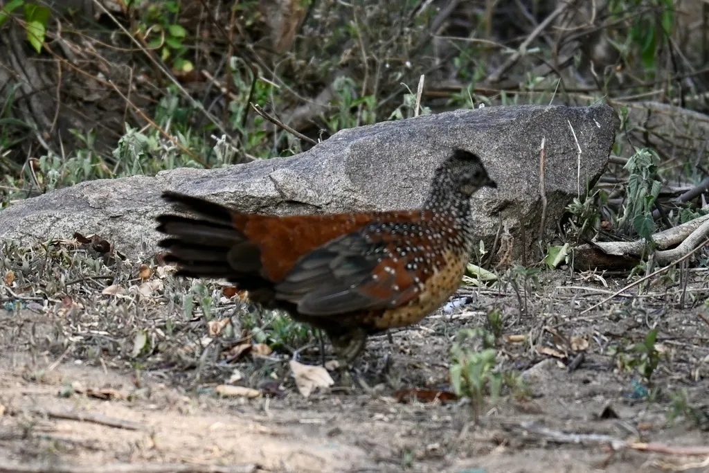 彩鸡鹑(Galloperdix lunulata)