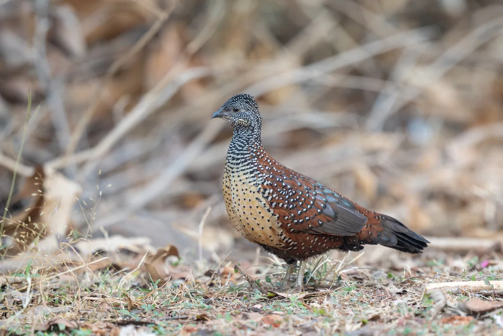 彩鸡鹑(Galloperdix lunulata)
