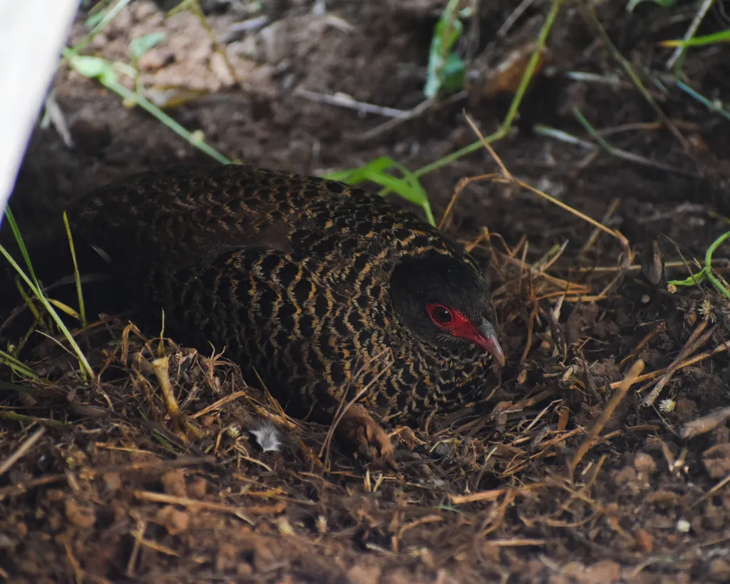 赤鸡鹑(Galloperdix spadicea)