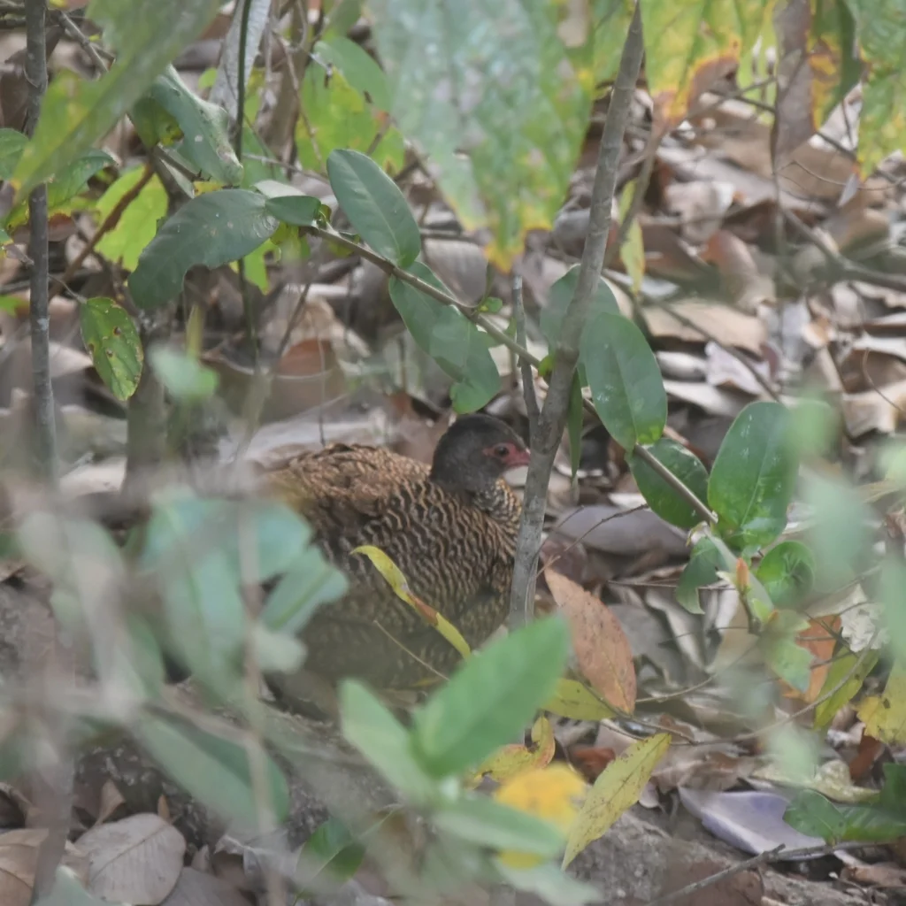 赤鸡鹑(Galloperdix spadicea)
