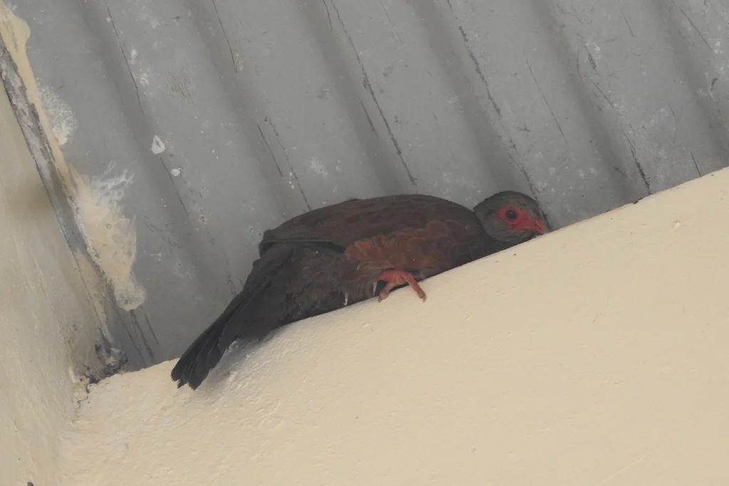 赤鸡鹑(Galloperdix spadicea)