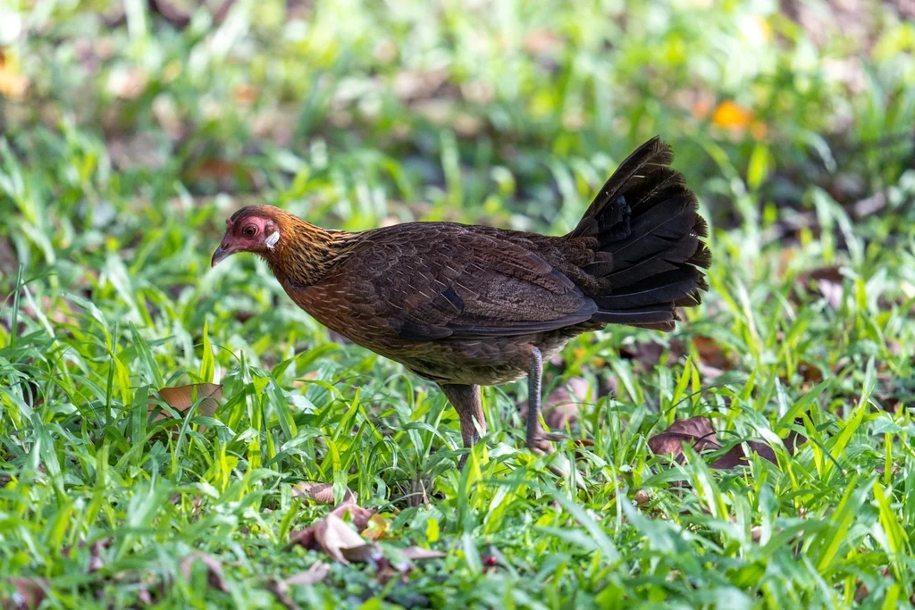 红原鸡(Gallus gallus)