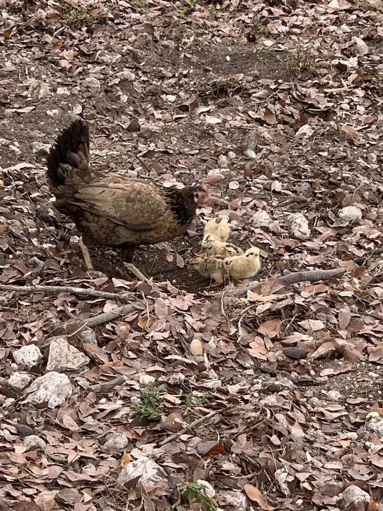 红原鸡(Gallus gallus)