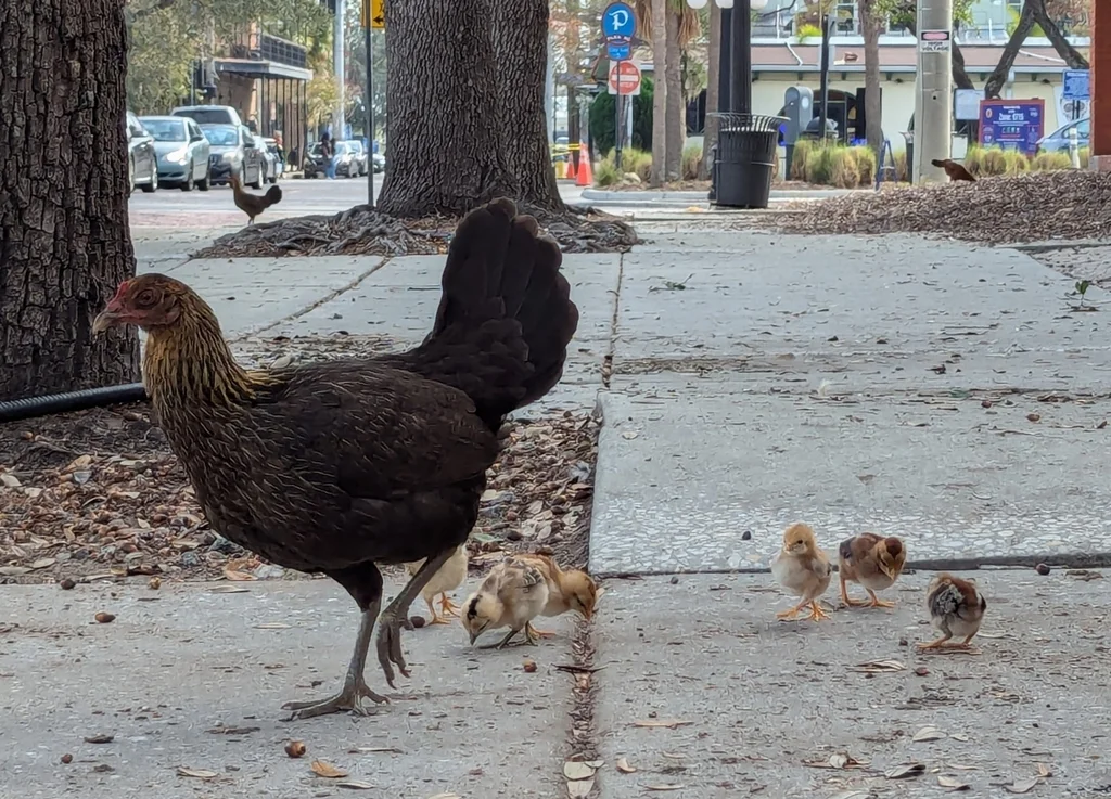 红原鸡(Gallus gallus)