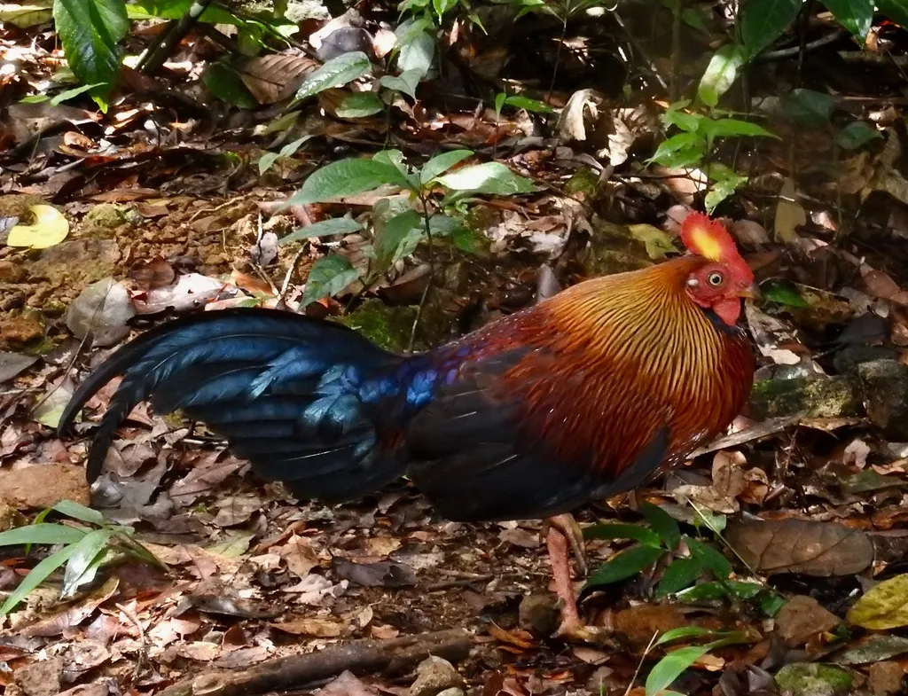 蓝喉原鸡(Gallus lafayettii)
