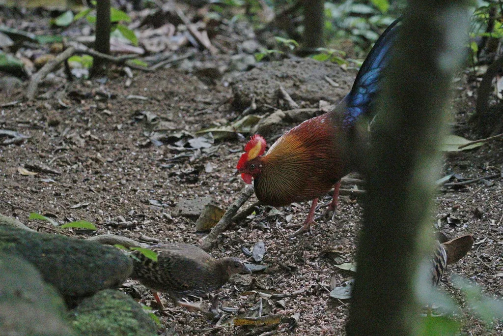 蓝喉原鸡(Gallus lafayettii)