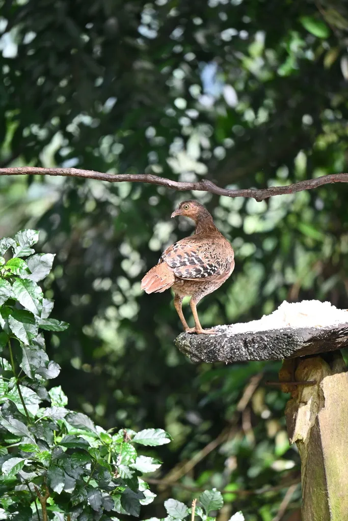 蓝喉原鸡(Gallus lafayettii)