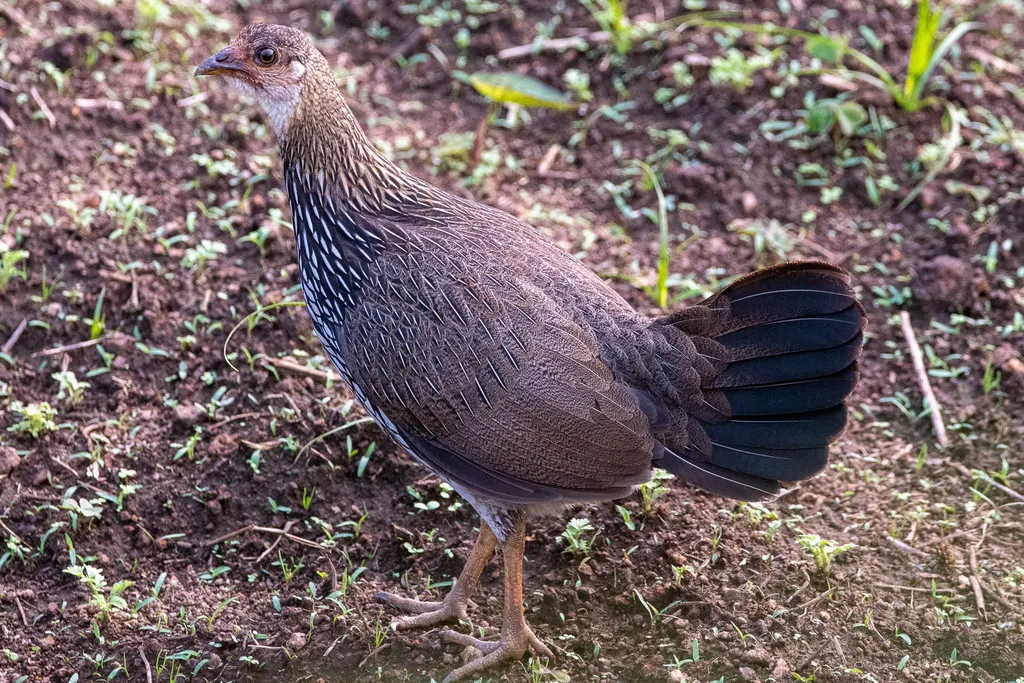 灰原鸡(Gallus sonneratii)