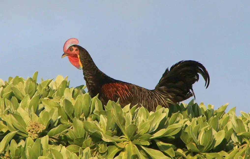 绿原鸡(Gallus varius)