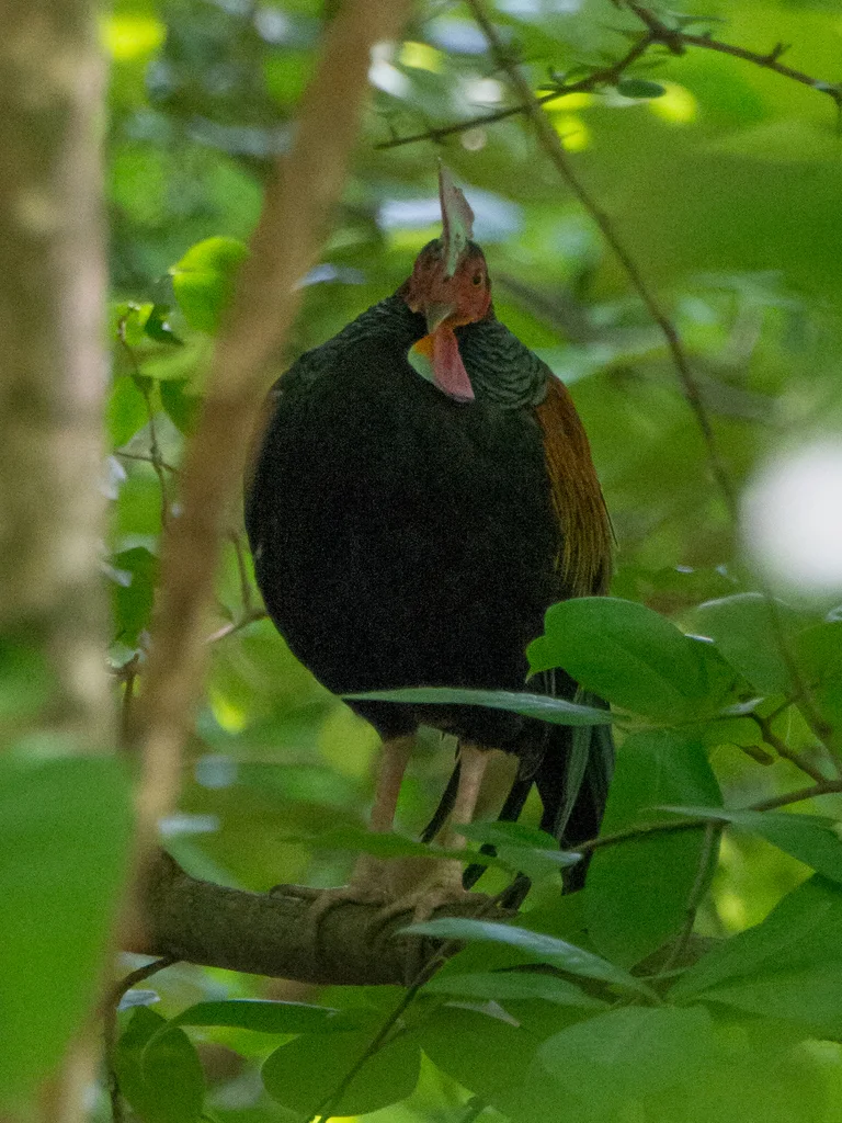 绿原鸡(Gallus varius)