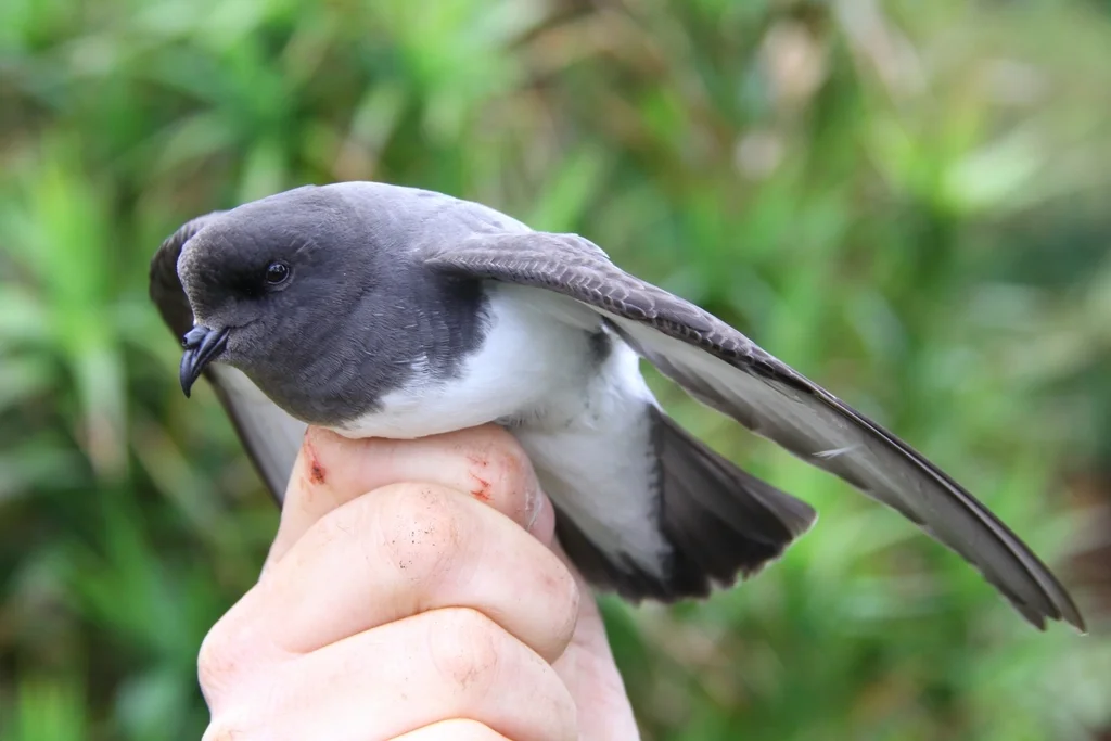灰背海燕(Garrodia nereis)