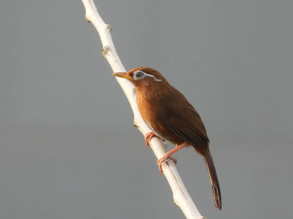 画眉(Garrulax canorus)