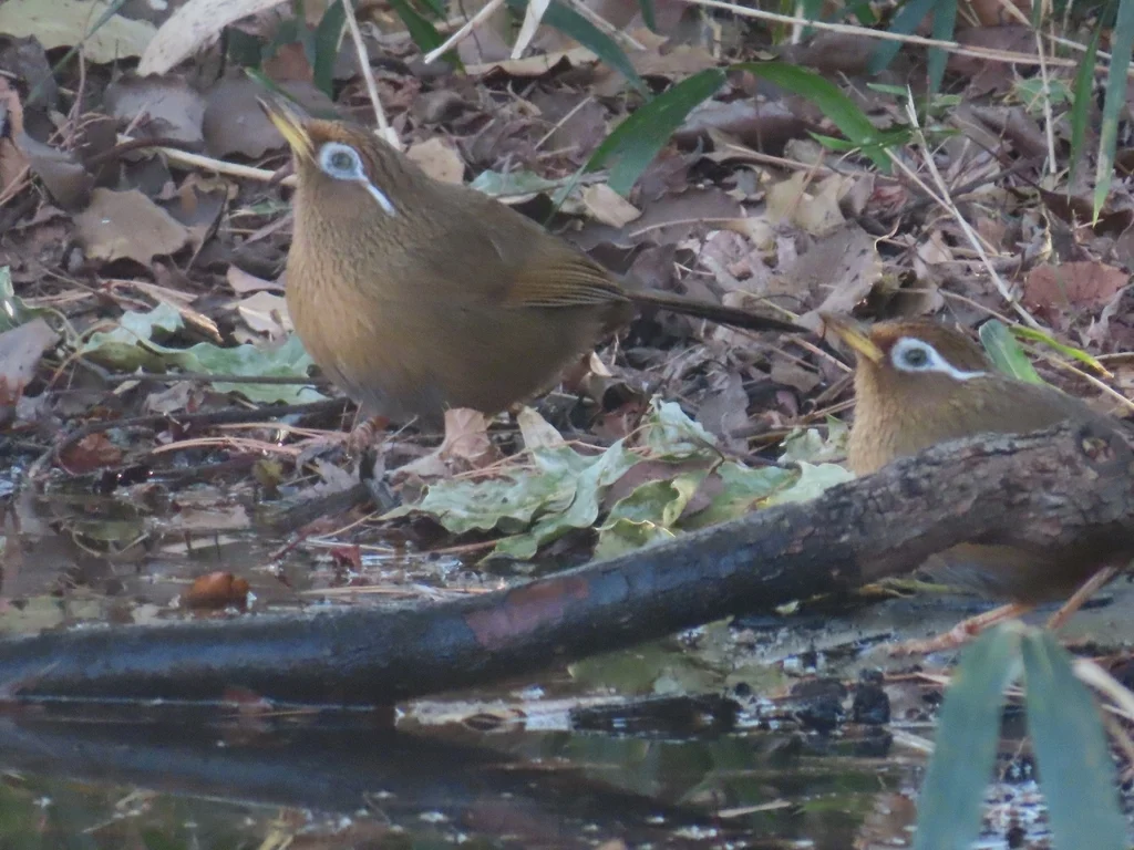 画眉(Garrulax canorus)