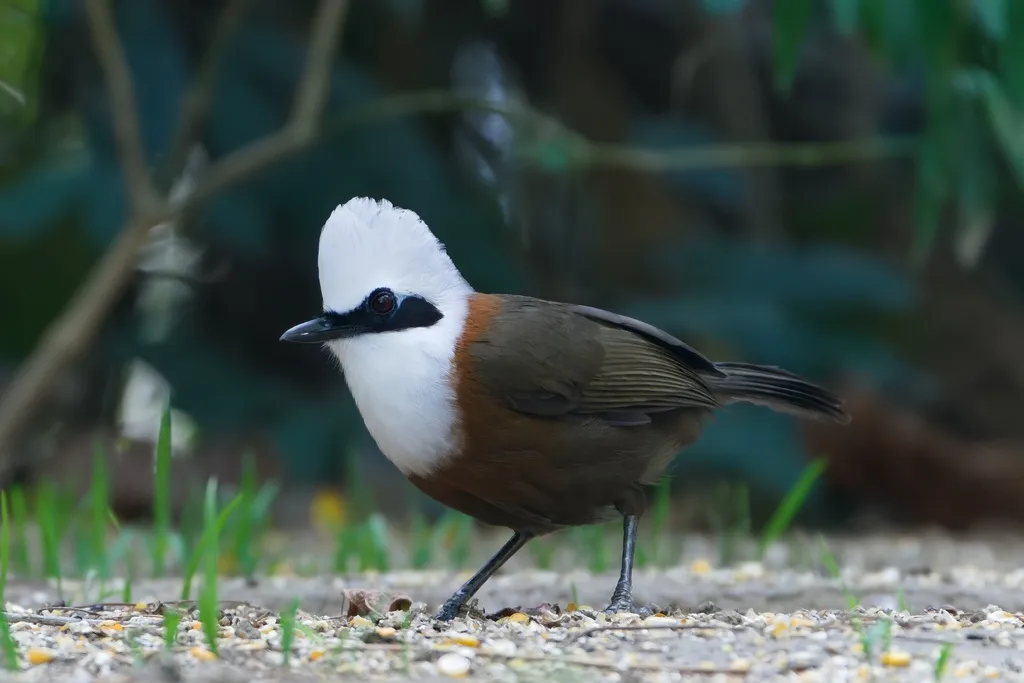 白冠噪鹛(Garrulax leucolophus)