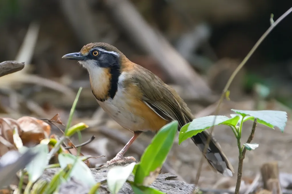 小黑领噪鹛(Garrulax monileger)